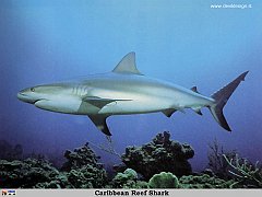 GCSR045-Caribbean_Reef_Shark copia